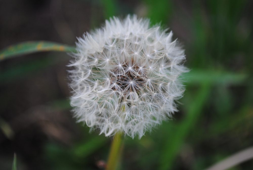 Die Pusteblume im November