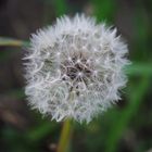 Die Pusteblume im November