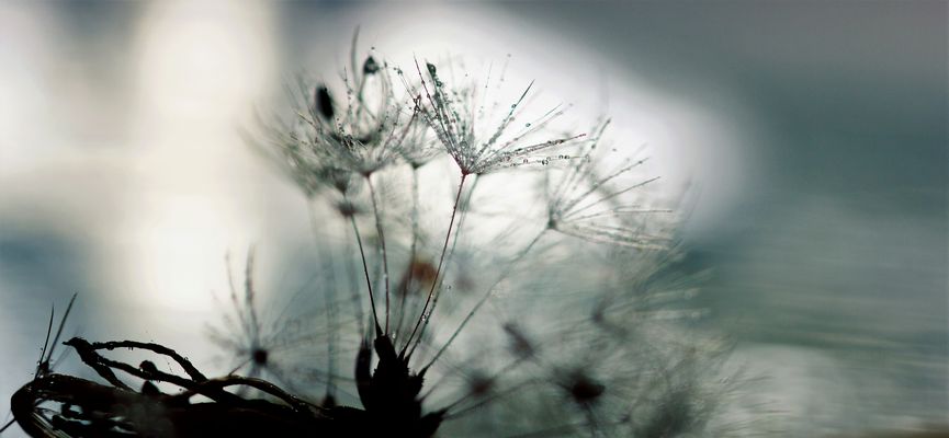 Die Pusteblume Kitti