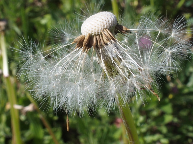 Die Pusteblume oder Löwenzahn hat bald ausgepustet