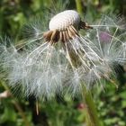 Die Pusteblume oder Löwenzahn hat bald ausgepustet