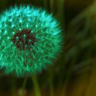 Die Pusteblume wie ein Feuerwerk