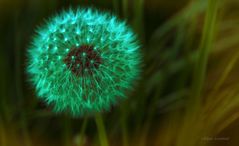 Die Pusteblume wie ein Feuerwerk