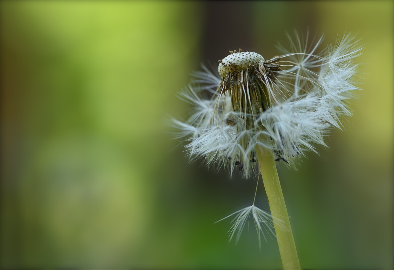 Die Pusteblume..."fast nackt"