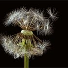  Die Pusteblumen haben ein tolles Innenleben - ( Stacking Bild )          