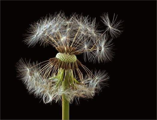  Die Pusteblumen haben ein tolles Innenleben - ( Stacking Bild )          