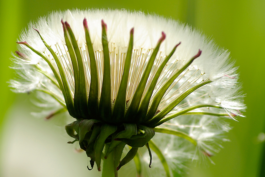 Die Pusteblumen - Krone