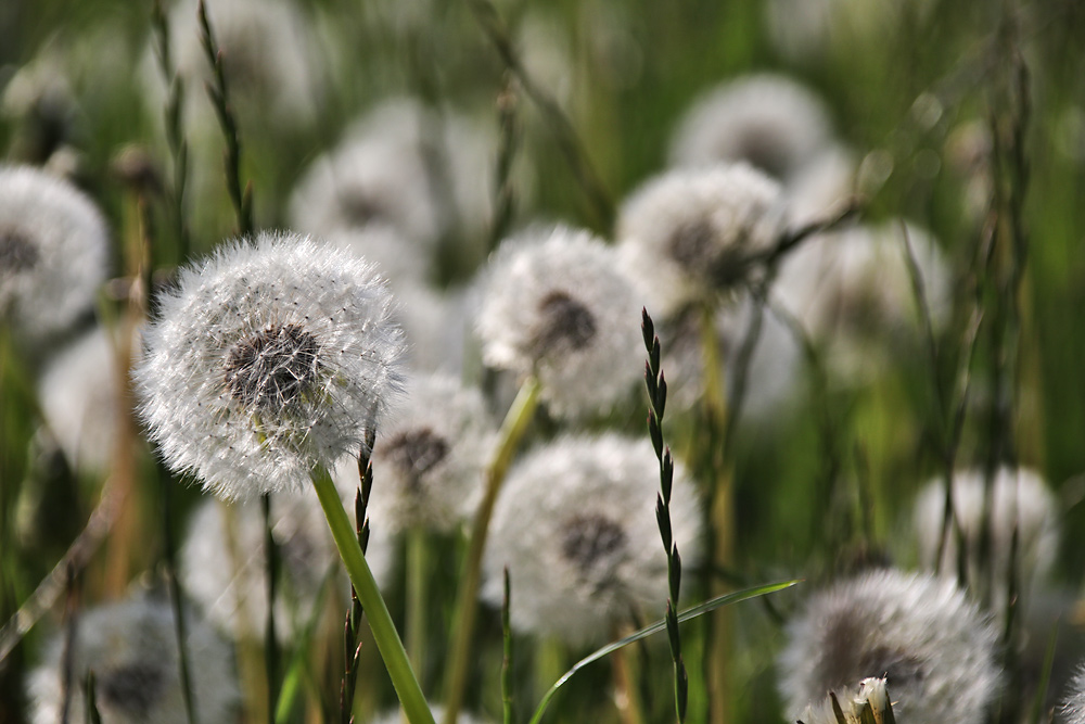 die Pusteblumen sind los