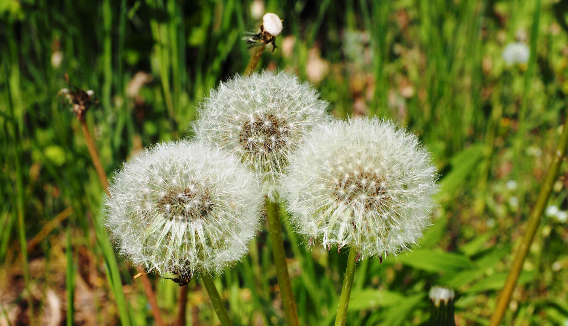 Die Pustenblumen-Drillinge