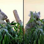 Die putzigen Koala hat große Appetit