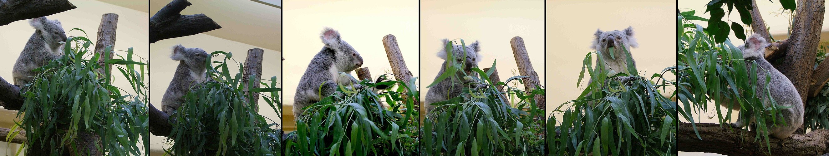 Die putzigen Koala hat große Appetit