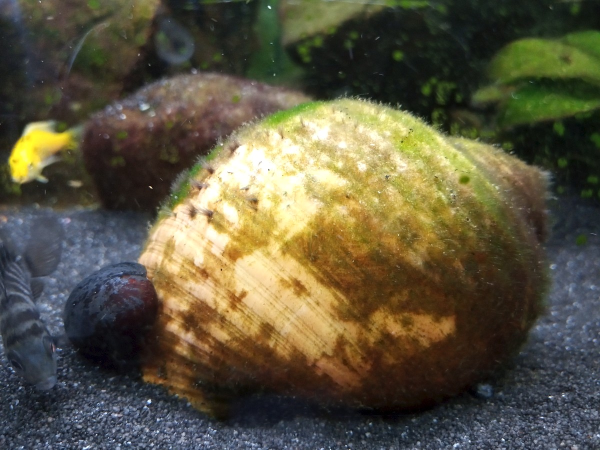 Die Putzkolonnenschnecke