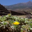 Die Pyramiden auf Teneriffa