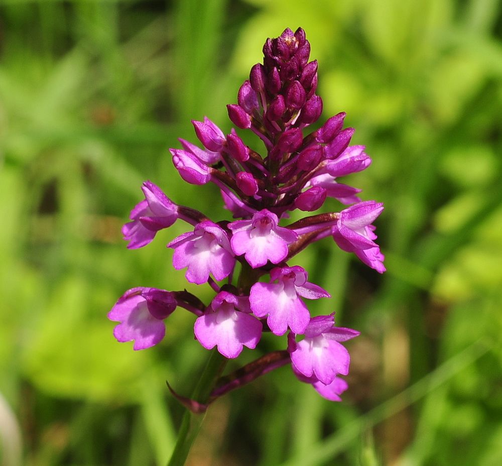 Die Pyramiden-Hundswurz (Anacamptis pyramidalis)