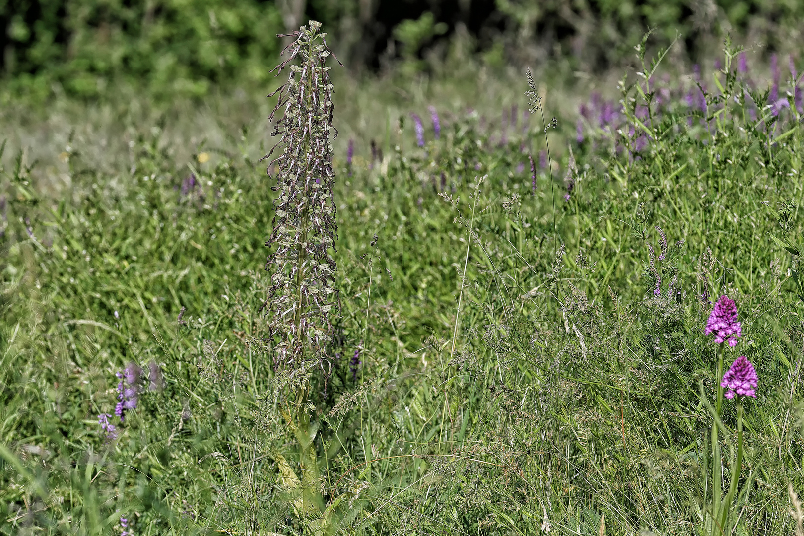 Die Pyramidenbocksriemenzungenorchis...