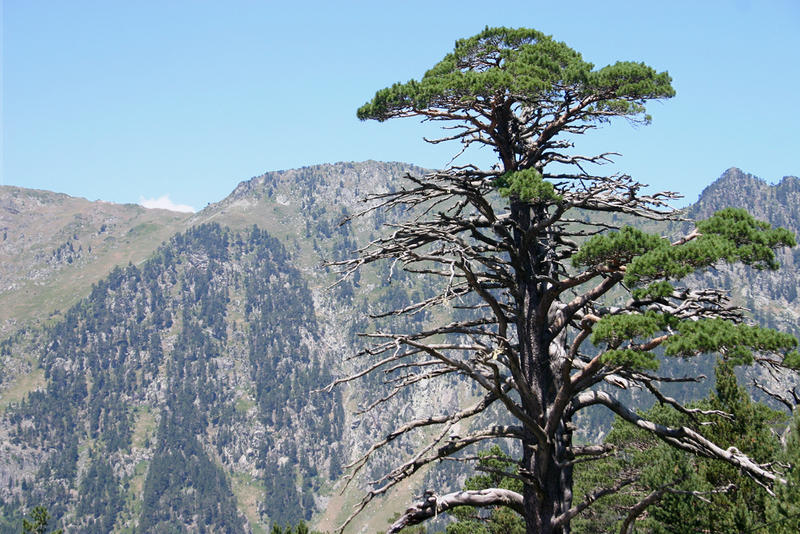 Die Pyrenäen - und der Baum