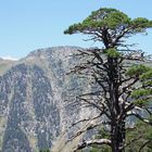 Die Pyrenäen - und der Baum