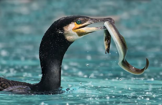 Die Qual mit dem Aal