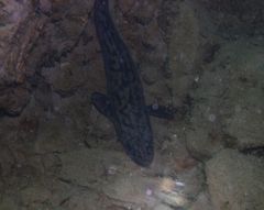 Die Quappe Lota lota