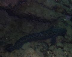 Die Quappe Lota lota; Take 2