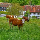 Die Quarantäne in Haus und Stall ist aufgehoben.