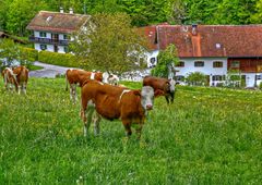 Die Quarantäne in Haus und Stall ist aufgehoben.