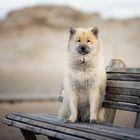 ...die Queen am Strand...