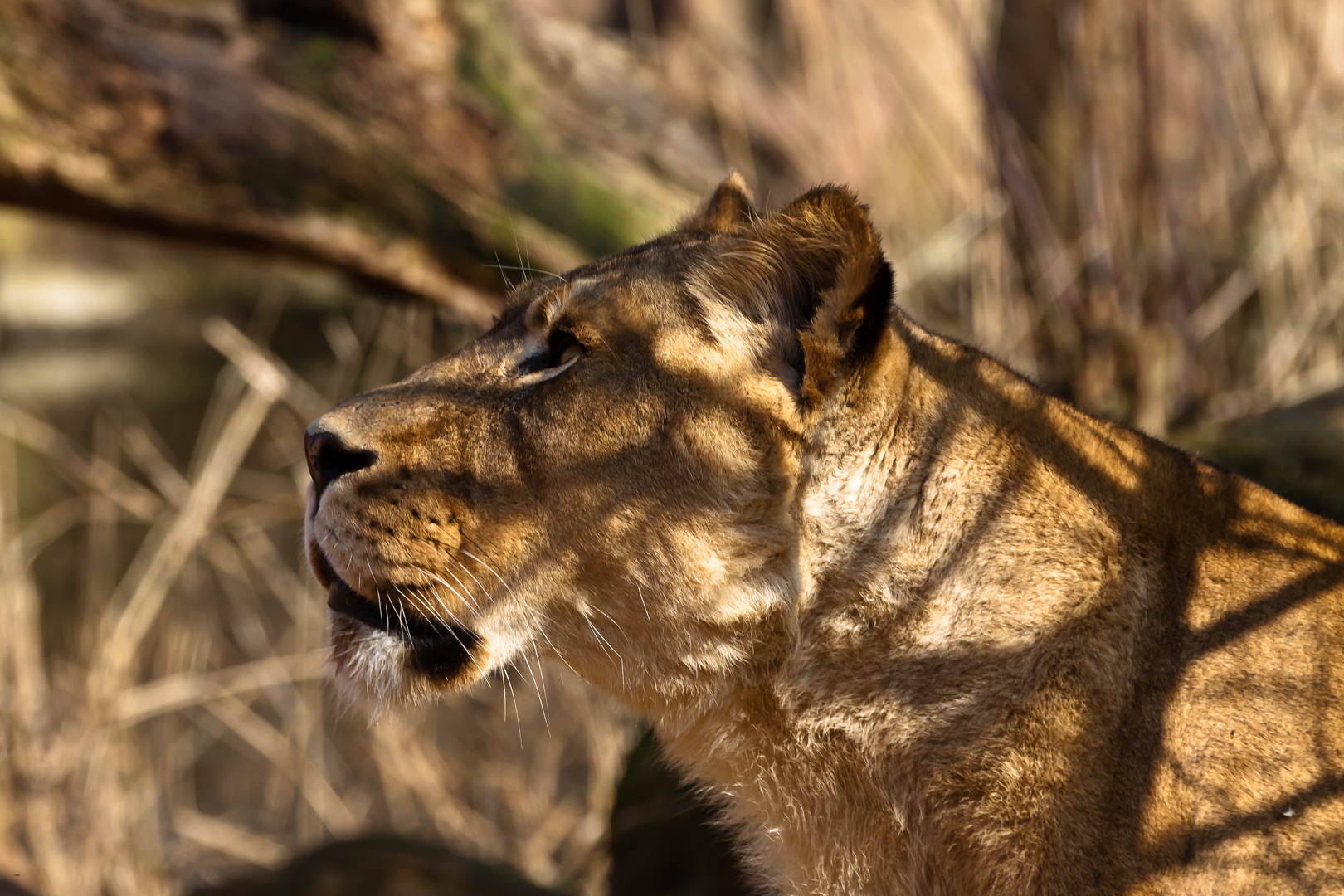 Die Queen auf der Jagd