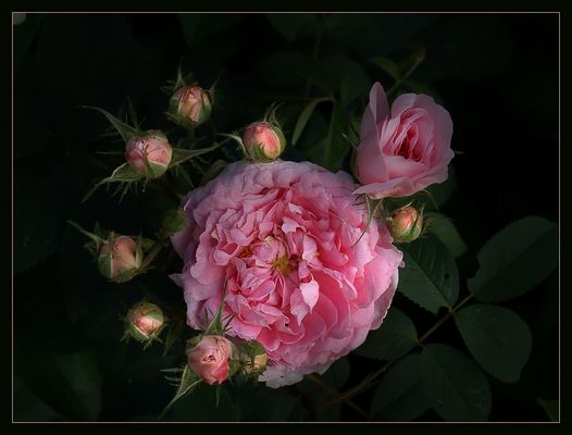 Die "Queen of Denmark" ist wahrlich eine Schönheit unter den Alba-Rosen  I.