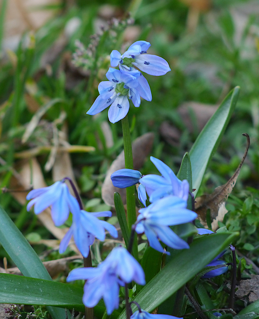 Die Quelle blauer Pollen im März - Zweiblättriger Blaustern