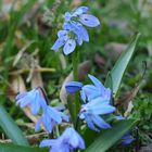 Die Quelle blauer Pollen im März - Zweiblättriger Blaustern