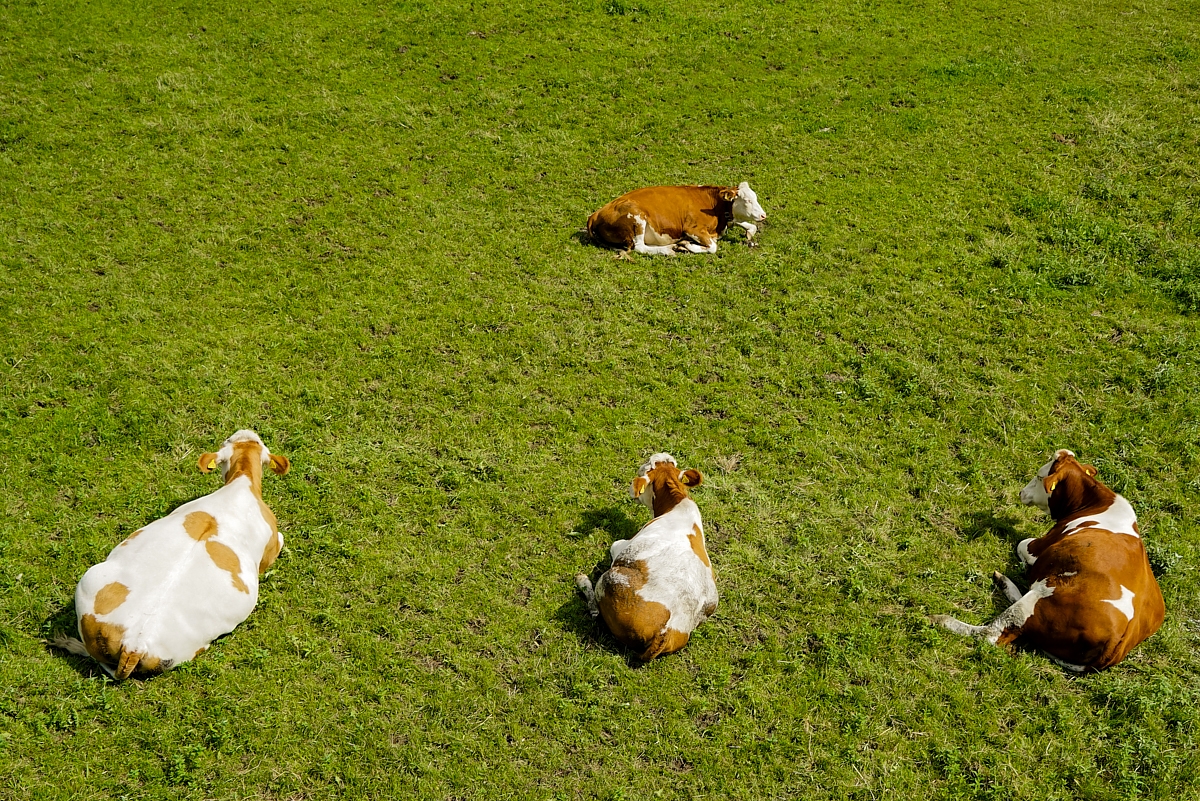 Die Querdenkerin