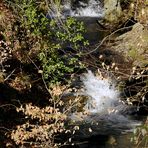 Die quirlige, hüpfende, schäumende Düssel entwickelt sich zu einem kleinen Wildbach.