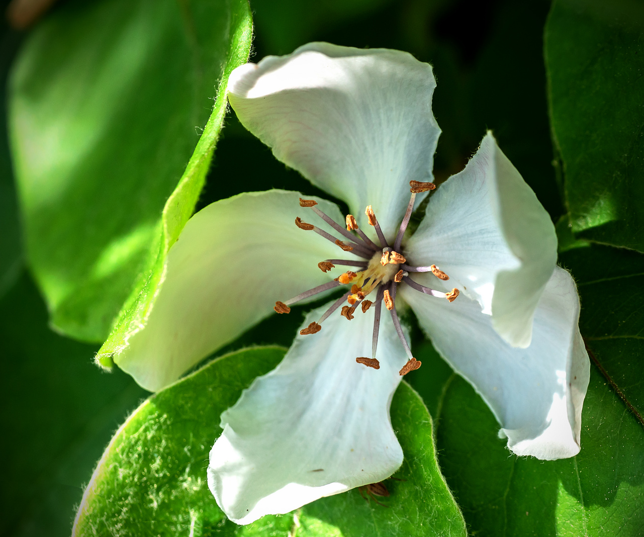 die Quittenblüte...