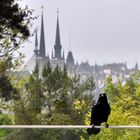 Die Rabe und die Kathedrale Notre Dame de Luxembourg