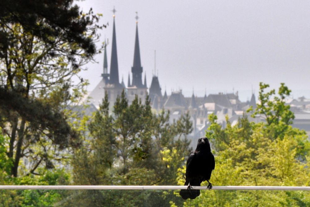 Die Rabe und die Kathedrale Notre Dame de Luxembourg