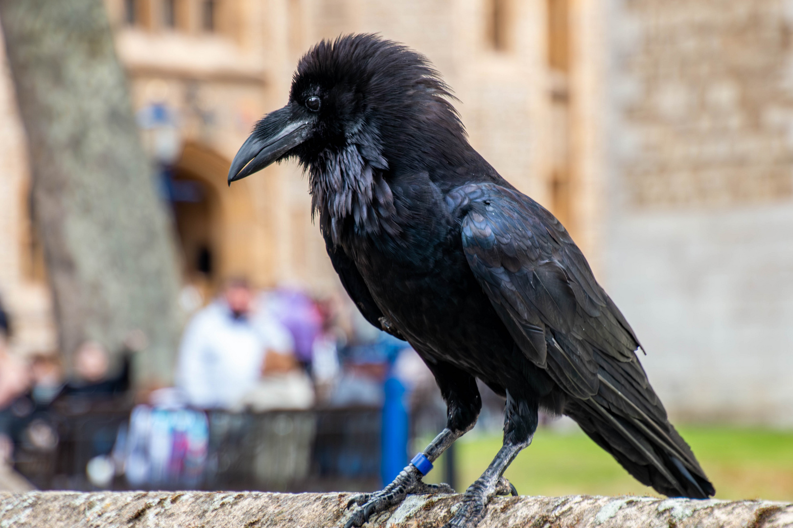 Die Raben im Tower of London ...