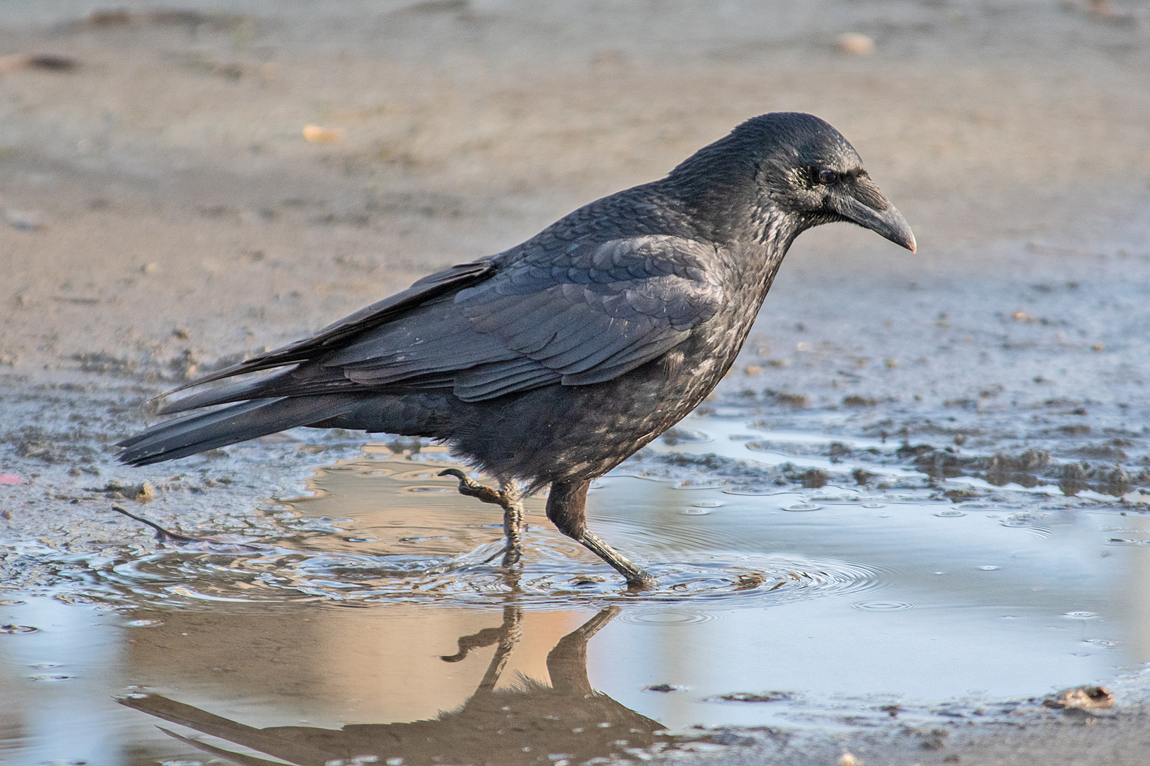 Die Rabenkrähe (Corvus corone) . . .