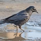 Die Rabenkrähe (Corvus corone) . . .