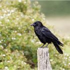 Die Rabenkrähe (Corvus corone)