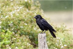 Die Rabenkrähe (Corvus corone)