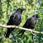 Die Rabenkrähe (Corvus corone) ist eine Morphe . . . 