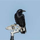 Die Rabenkrähe (Corvus corone) saß . . .