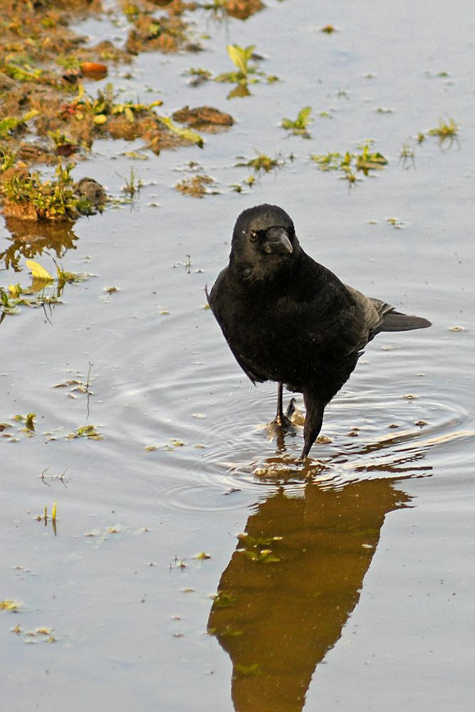 Die Rabenkrähen betätigen sich neuerdings immer öfter als Watvögel!