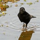 Die Rabenkrähen betätigen sich neuerdings immer öfter als Watvögel!