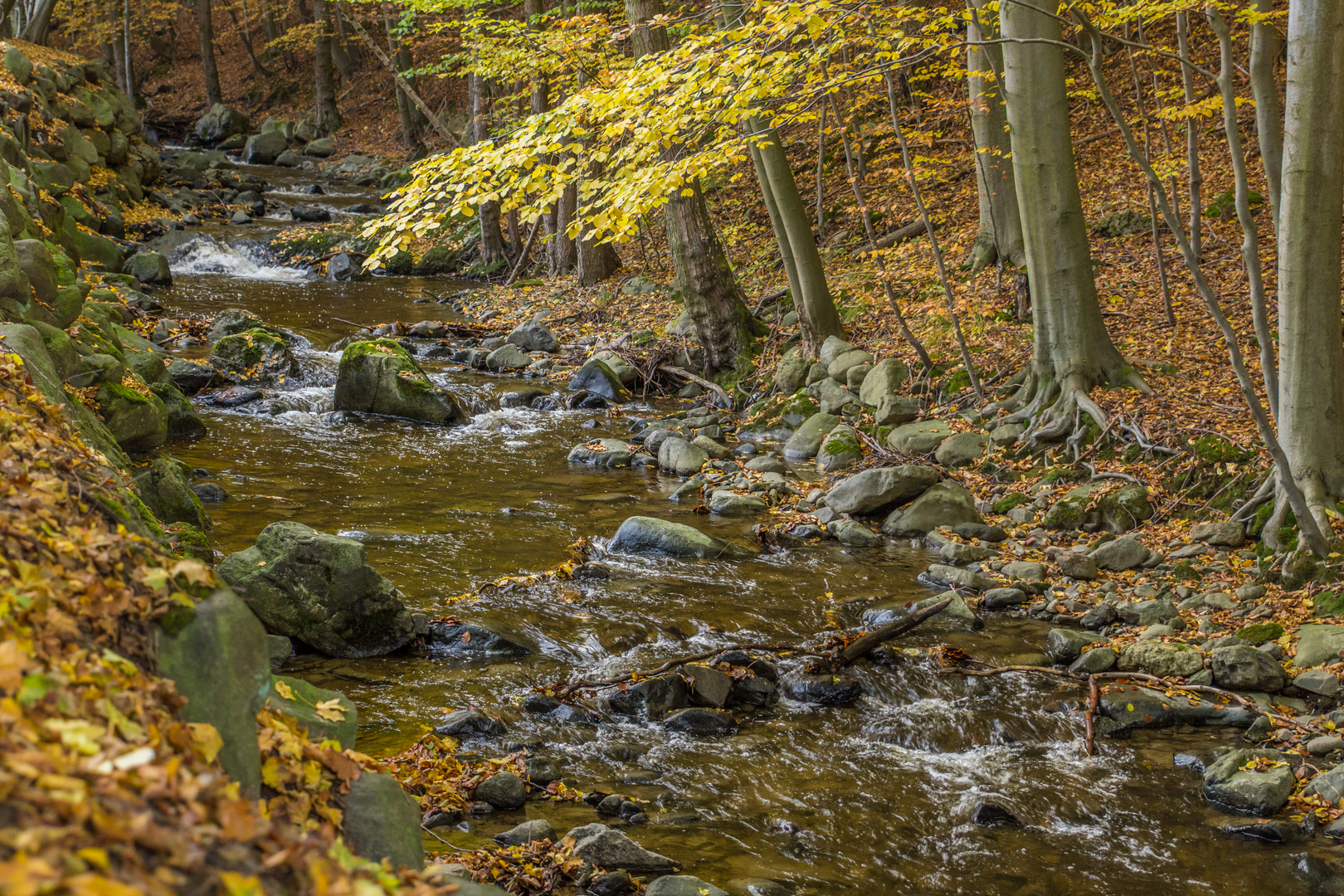 die Radau - bei Bad Harzburg/Harz