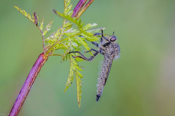 Die Räuberin im Brillantenkleid...