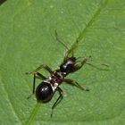 Die räuberisch lebende Wanze Himacerus (=Nabis) mirmicoides