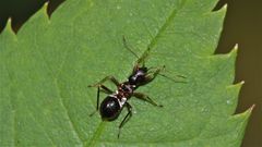 Die räuberisch lebende Wanze Himacerus (=Nabis) mirmicoides