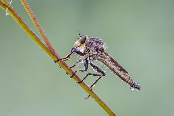 die räuberische Fliege voller Glitzersteine...